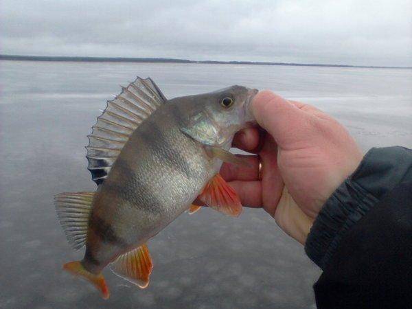 566477428b028_-0033.thumb.jpg.934da4afea