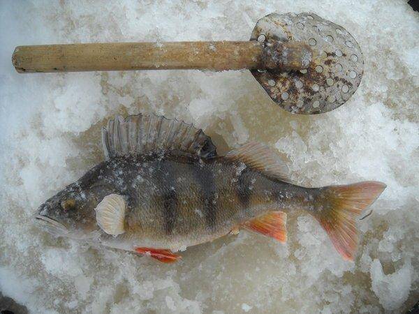 устье ловати 001.jpg