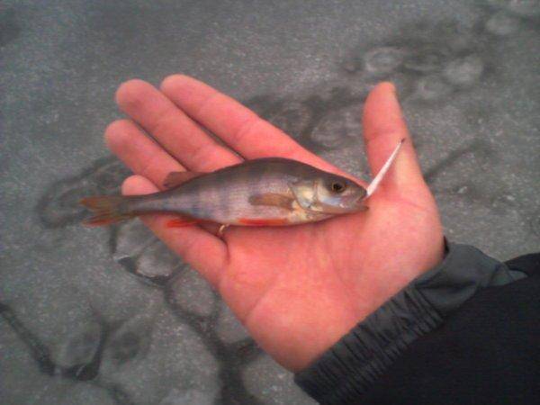 5676bc247c449_-0042.thumb.jpg.430d1480ca