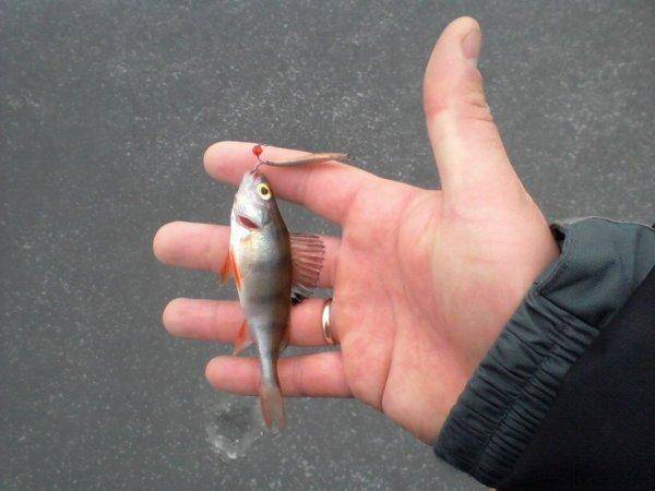 5676bc29c7f1b_-0044.thumb.jpg.e925774d00