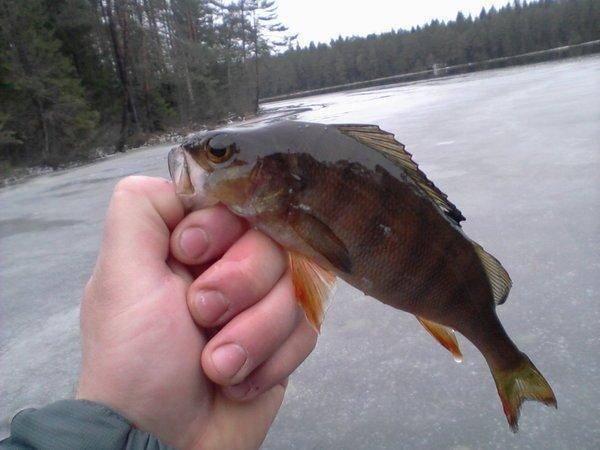 5676bc40e0262_-0050.thumb.jpg.290d7e715f