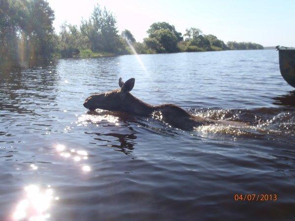 судак козел 011.JPG