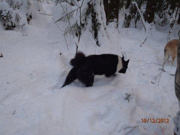 первая лосевая охота 065.JPG