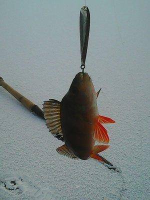 5683ebd3bc755_2015006.thumb.jpg.a33db687