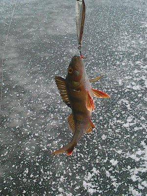 5683ecbca62d3_2015008.thumb.jpg.b6a7021a