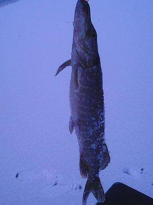 5683ece70dcfa_2015009.thumb.jpg.fba72e46