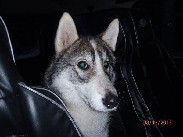 охота201три 046.JPG