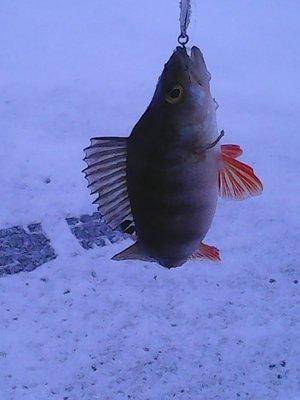 56855573ac391_312015005.thumb.jpg.174cbf