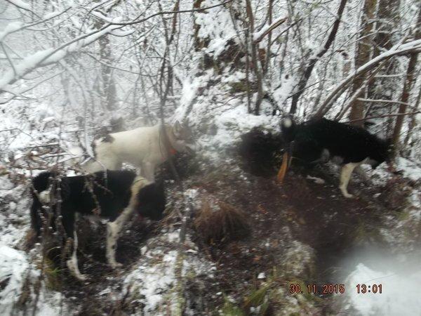 DSCF4187.thumb.JPG.2017c200d081c101c6875