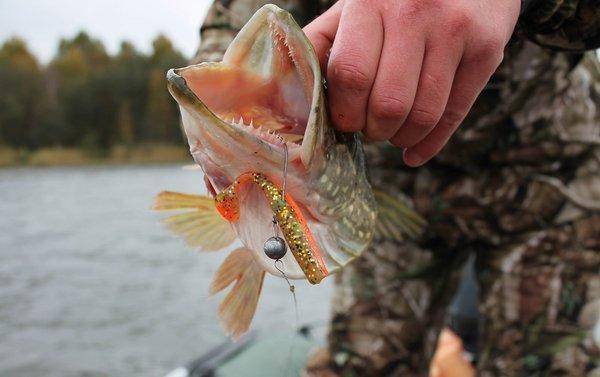 IMG_0145.thumb.jpg.76fbd54b54482ecc92737