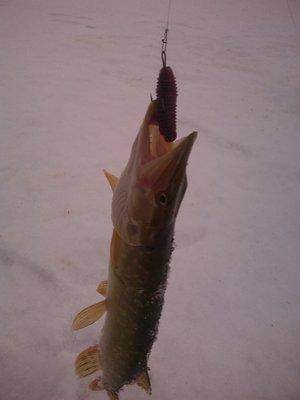 IMG_20151203_142455.thumb.jpg.5d32df6542