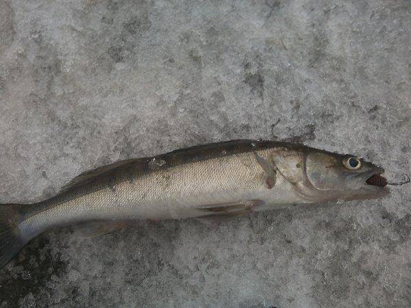 IMG_20151203_155827.thumb.jpg.e3e951311e