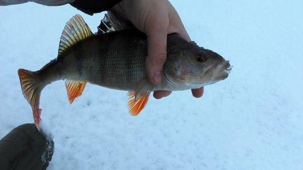 IMG_20151205_102217.thumb.jpg.f11910a2f5