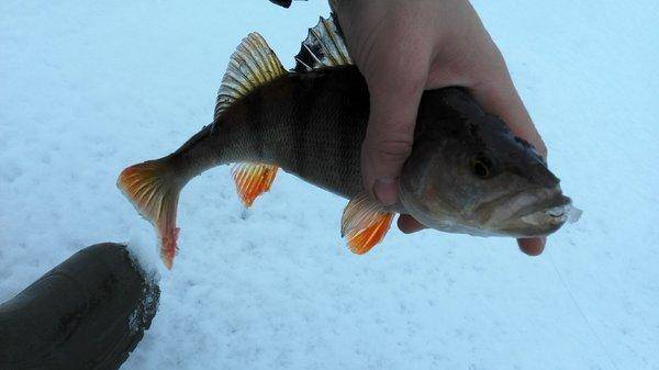 IMG_20151205_102221.thumb.jpg.884ff1b420