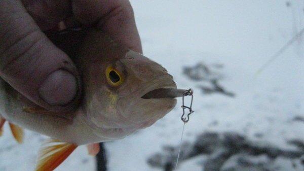 IMG_6266.thumb.JPG.608f0675f496256f8935d