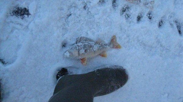 IMG_6270.thumb.JPG.a1eae54491a0792fe32ed