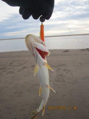 IMG_7717.thumb.JPG.17cb7c46253b4c1248faf