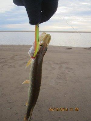 IMG_7719.thumb.JPG.d8704015d8ea0c41f20e8