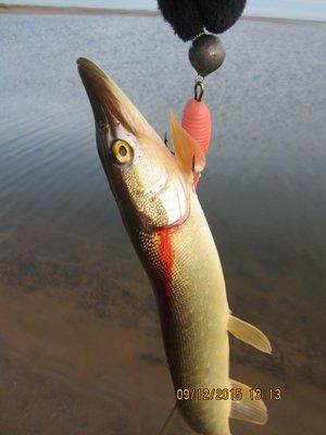 IMG_7721.thumb.JPG.c15dc8fa4e5e95e145aa4