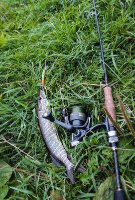 IMG_9779.thumb.jpg.bd79f52375cefcbe3f1c0