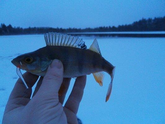 PB190372.thumb.JPG.0f085270fd18dc5d2bf2b