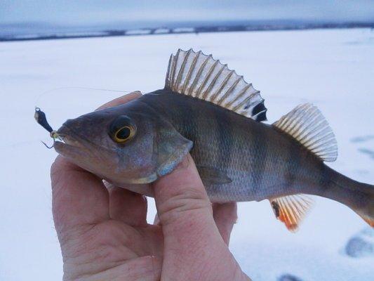 PB220380.thumb.JPG.d28fa39871a04e8daf16b