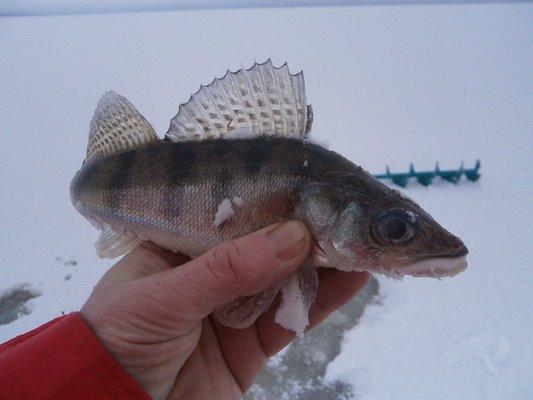 PC030406.thumb.JPG.046c86ba362a3dda7a957