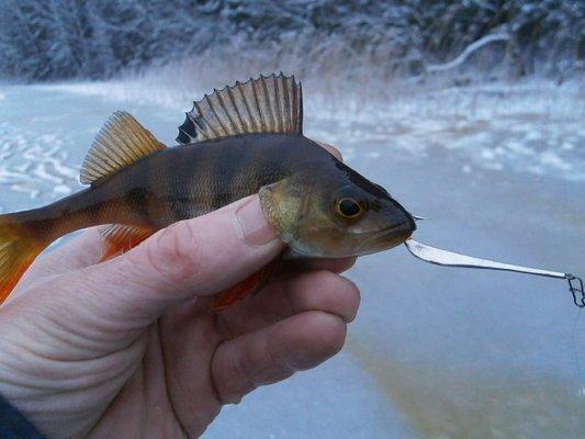 PC060414.thumb.JPG.7873263db03a66a2b5aab