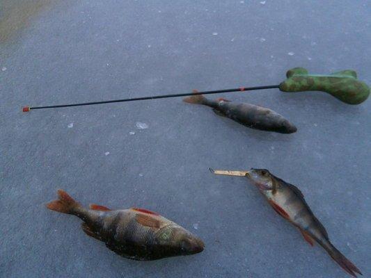 PC060415.thumb.JPG.99a07db901f277c2e7893