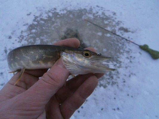 PC060420.thumb.JPG.aac4fd999726172b8cca4