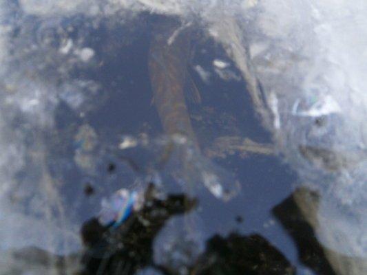 PC060423.thumb.JPG.d0cf368f55a4ec7c9e449