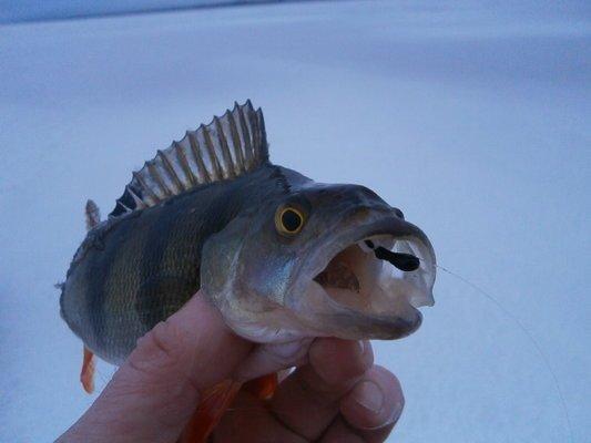 PC130452.thumb.JPG.ae0d28d1e3c7e9355cda1