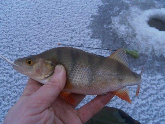 PC130453.thumb.JPG.57ae0f767c0d776861992