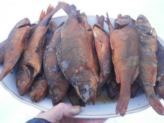 PC150466.thumb.JPG.22dd0170c0b2cc015edbb