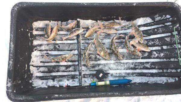 11.thumb.jpg.60b902d370295f44f73aca4c214