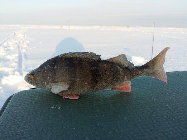 20160117_143512.thumb.jpg.72acdb45dcbf1a