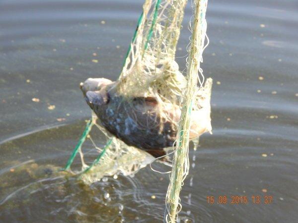 23.thumb.JPG.60dc82e466a7b6e8236458d1cee