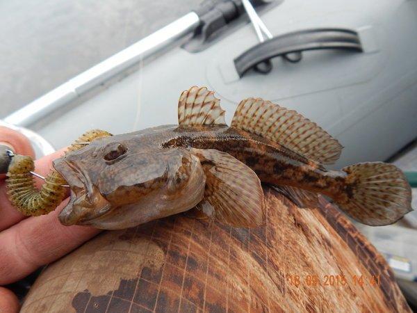 54.thumb.JPG.5ddf14f2c1b4acfe7dec956f44c