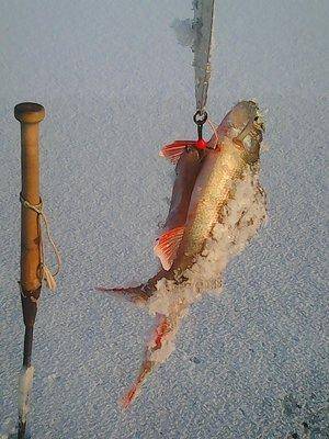 56868ff45d304_12016005.thumb.jpg.b30e72e