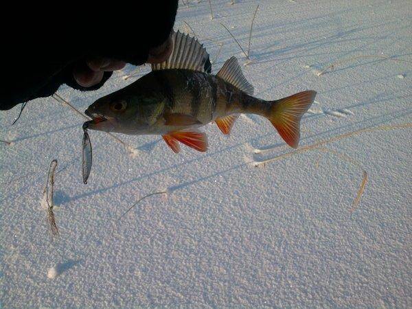 568a662dcd915_0951.thumb.jpg.206d10e2cae