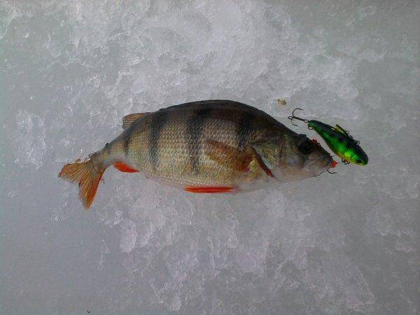 568c08bc8f0f9_0115.thumb.jpg.50319f11467