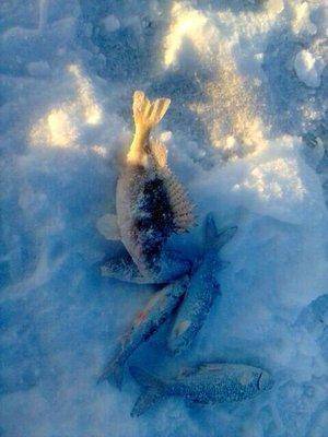 568d81047d05c_.thumb.jpg.72b36478bed6fd1