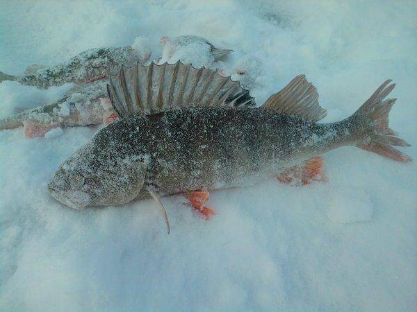 568e8c746bfe1_0978.thumb.jpg.0f52a8c83fc