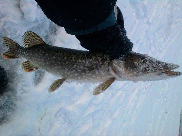 568e8ca991d96_0985.thumb.jpg.ff63f648696