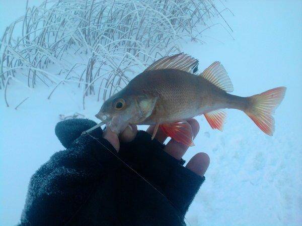 568e8e43d48cb_0975.thumb.jpg.d1fa694b23e