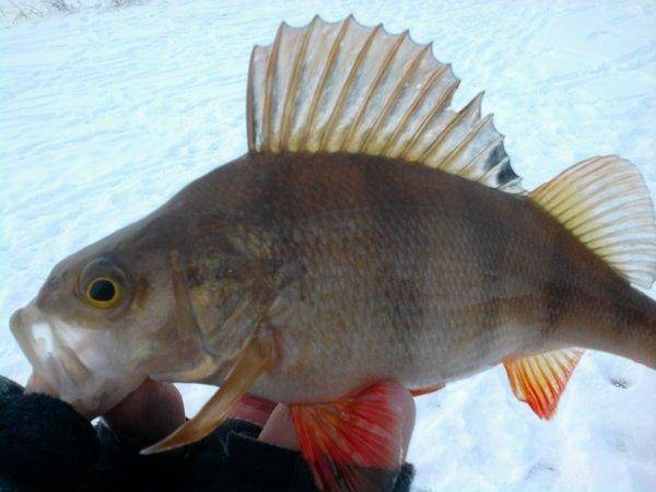 568e8e6d18c44_0987.thumb.jpg.0cfde3c35d9