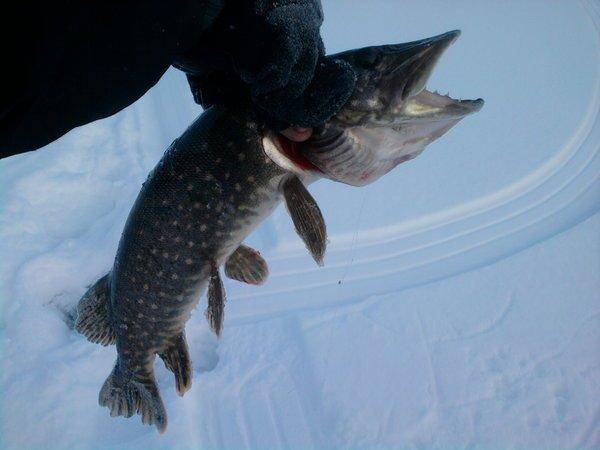 569939c463101_1000.thumb.jpg.afe2d0cdd90