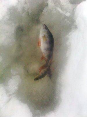 569d773fef67d_0640.thumb.jpg.f169cc8c28f