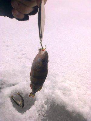 56adec483442f_2757.thumb.jpg.7658e80c776