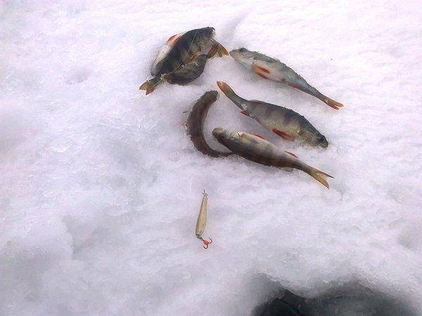 56adecbf51e3c_2758.thumb.jpg.92b87ebc448